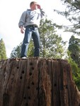 Wo ist denn der Baum