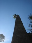 Riesenpalme